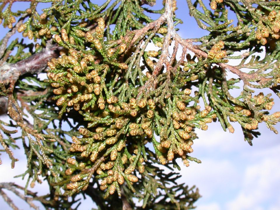 Cupressaceae Juniperus virginiana