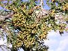 image of Juniperus virginiana