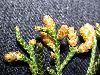 image of Juniperus virginiana