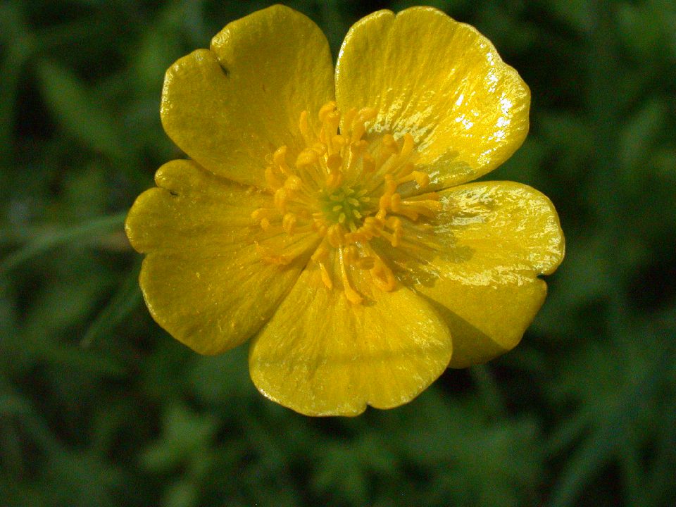 Ranunculaceae Ranunculus acris