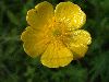image of Ranunculus acris