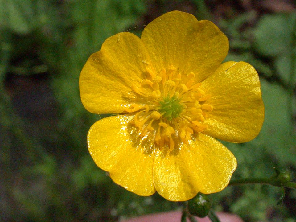 Ranunculaceae Ranunculus acris