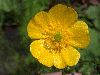 image of Ranunculus acris