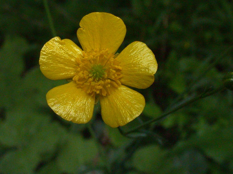 Ranunculaceae Ranunculus acris