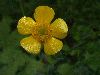 image of Ranunculus acris