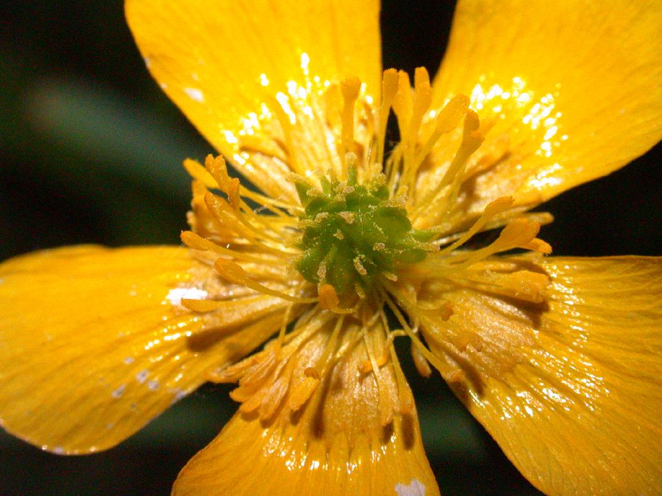 Ranunculaceae Ranunculus acris