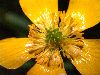 image of Ranunculus acris