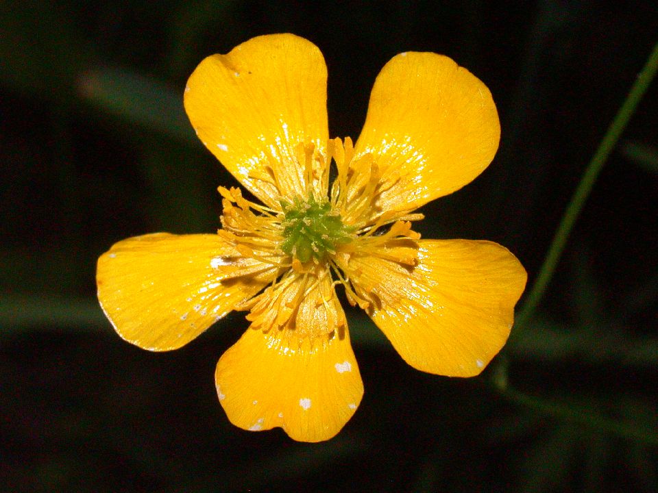 Ranunculaceae Ranunculus acris