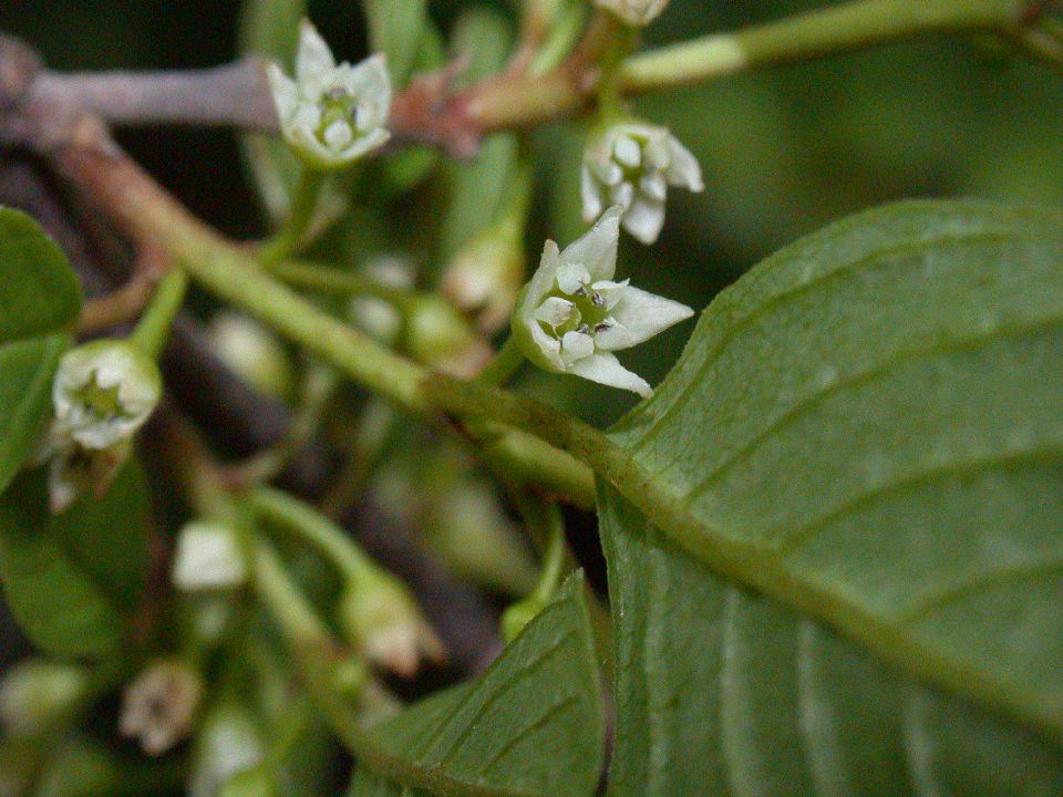 Rhamnaceae Rhamnus frangula