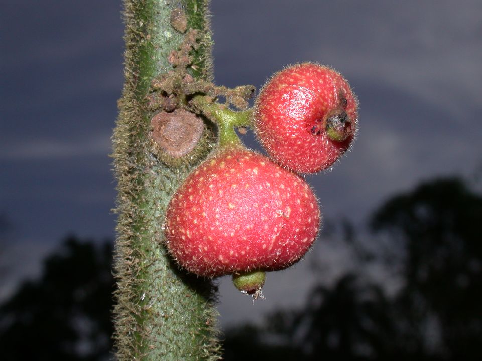 Monimiaceae Siparuna 