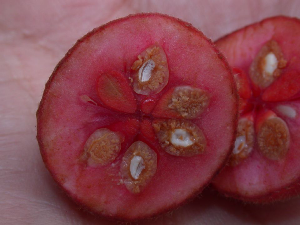 Monimiaceae Siparuna 