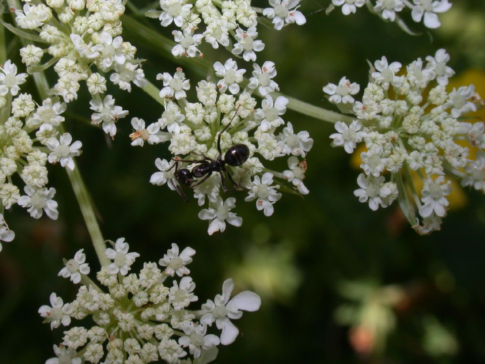 Apiaceae Daucus carota