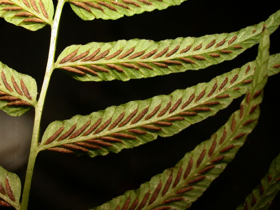 Athyriaceae Homalosorus pycnocarpos