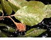 image of Fagus sylvatica
