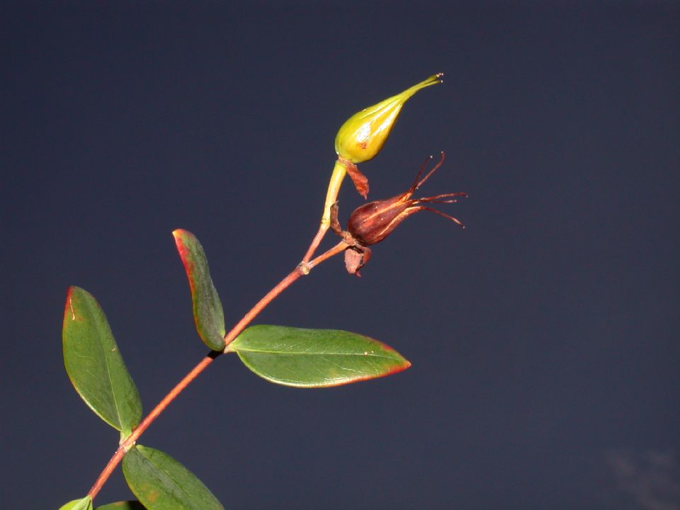 Hypericaceae Hypericum 