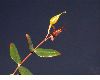 image of Hypericum 
