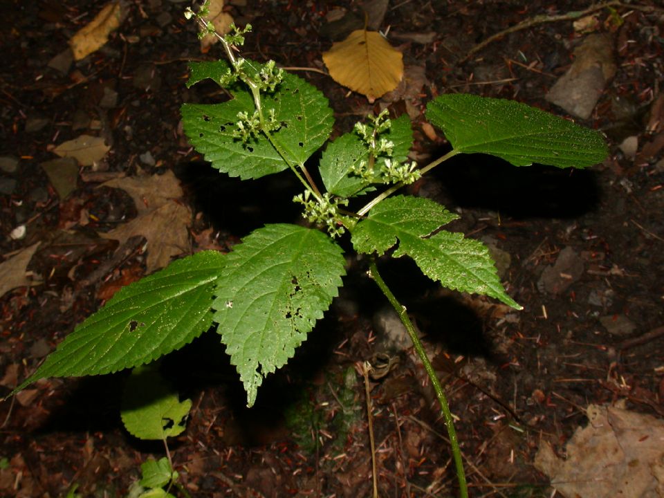 Urticaceae Laportea canadensis