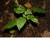 image of Laportea canadensis