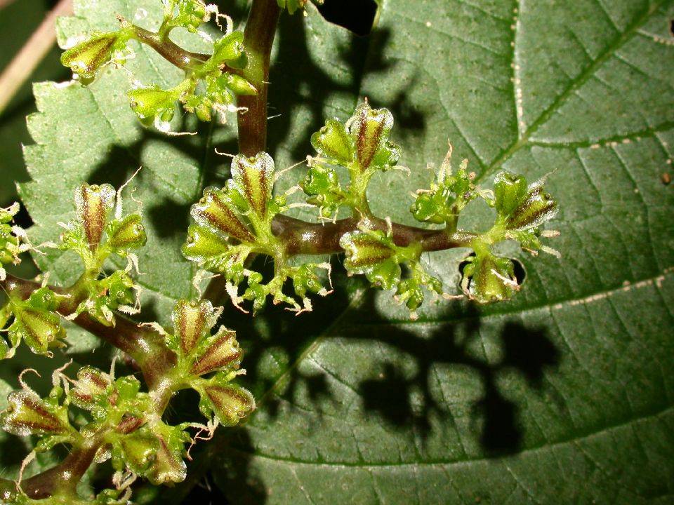 Urticaceae Laportea canadensis