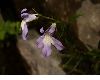 image of Lobelia kalmii