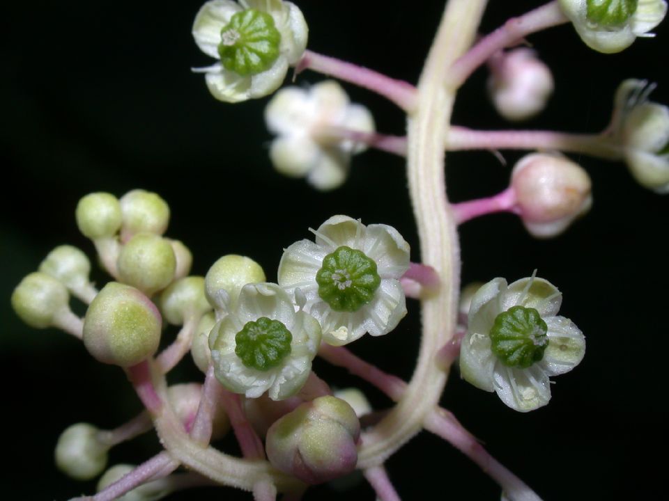 Phytolaccaceae Phytolacca americana