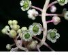 image of Phytolacca americana