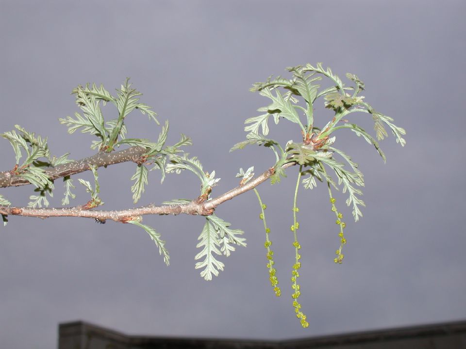 Fagaceae Quercus macrocarpa