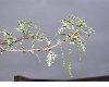 image of Quercus macrocarpa