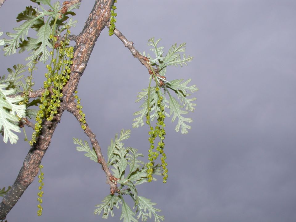 Fagaceae Quercus macrocarpa