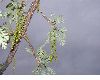 image of Quercus macrocarpa