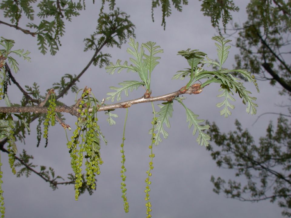Fagaceae Quercus macrocarpa