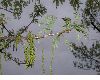 image of Quercus macrocarpa