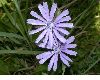image of Cichorium intybus