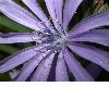 image of Cichorium intybus