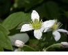 image of Clematis virginiana