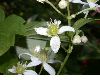 image of Clematis virginiana