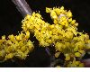 image of Cornus mas