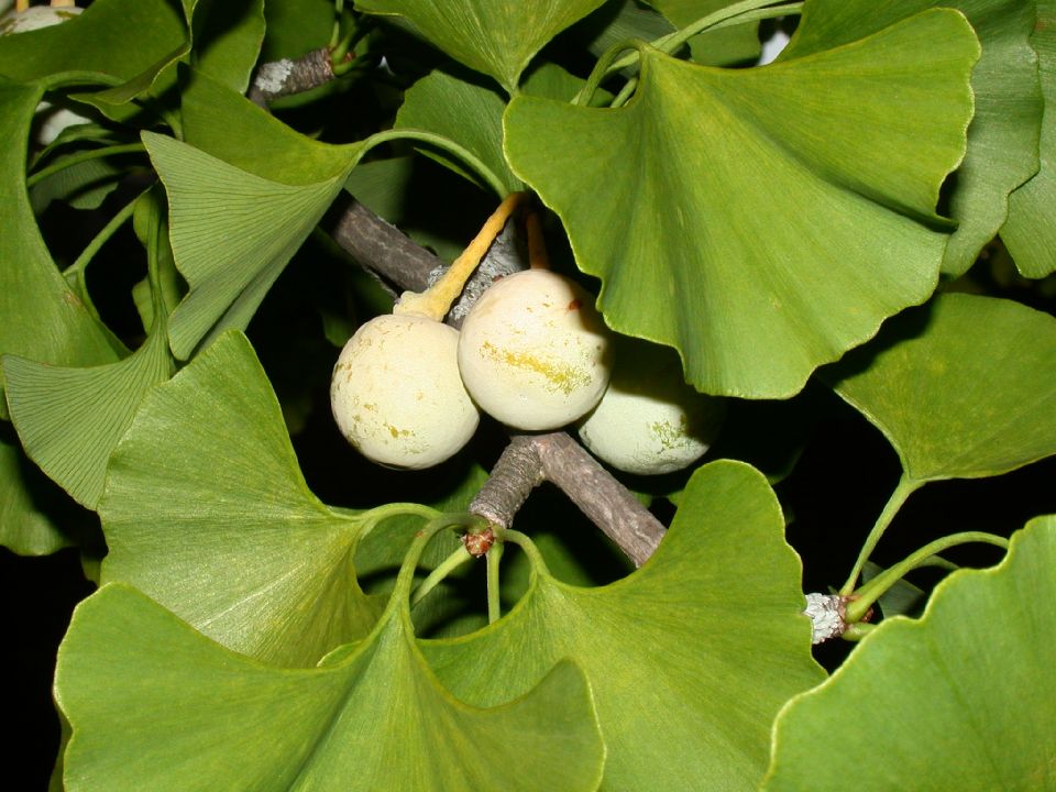 Ginkgoaceae Ginkgo biloba
