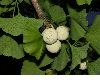 image of Ginkgo biloba