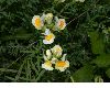 image of Linaria vulgaris