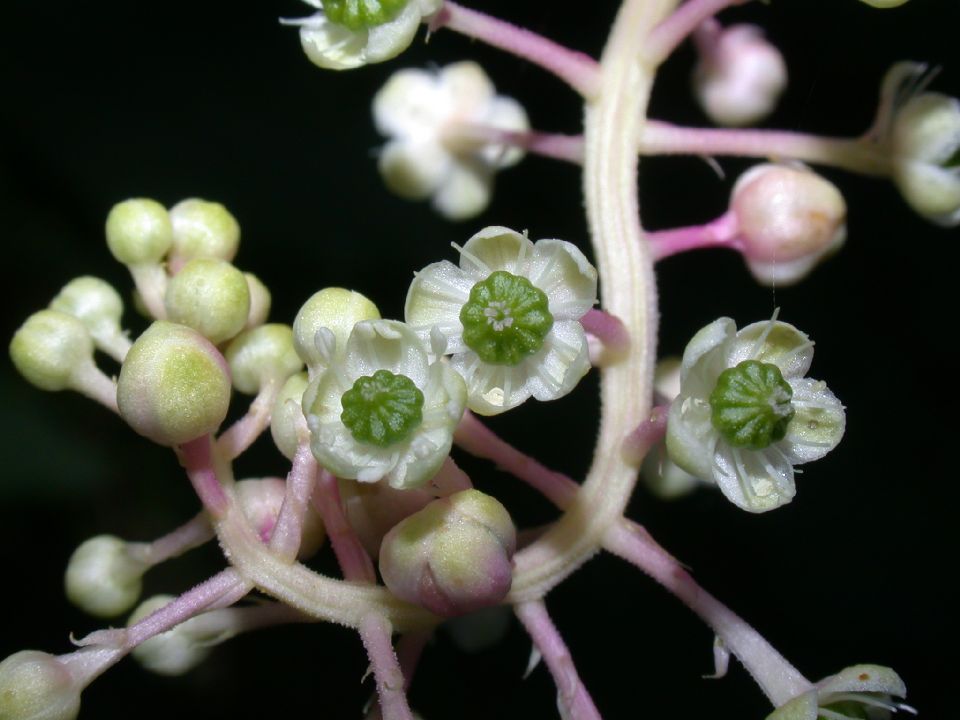 Phytolaccaceae Phytolacca americana
