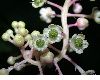 image of Phytolacca americana