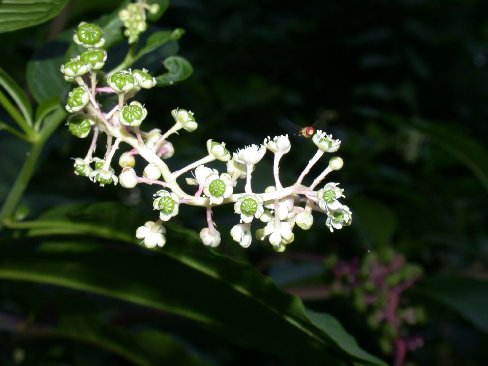 Phytolaccaceae Phytolacca americana