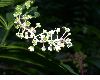 image of Phytolacca americana