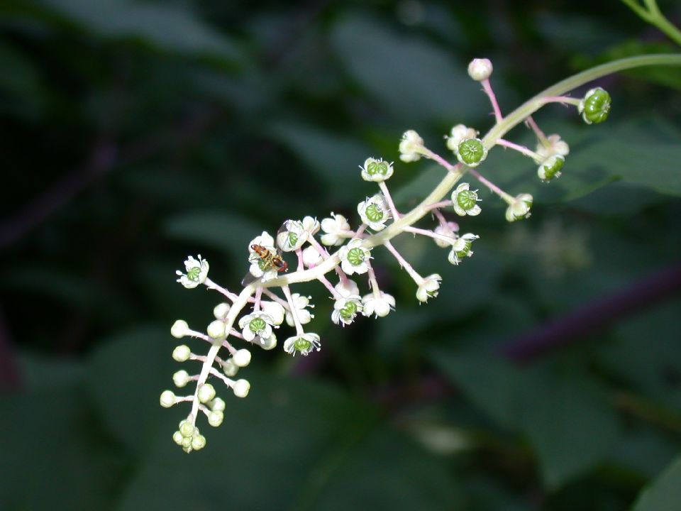 Phytolaccaceae Phytolacca americana