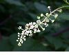 image of Phytolacca americana