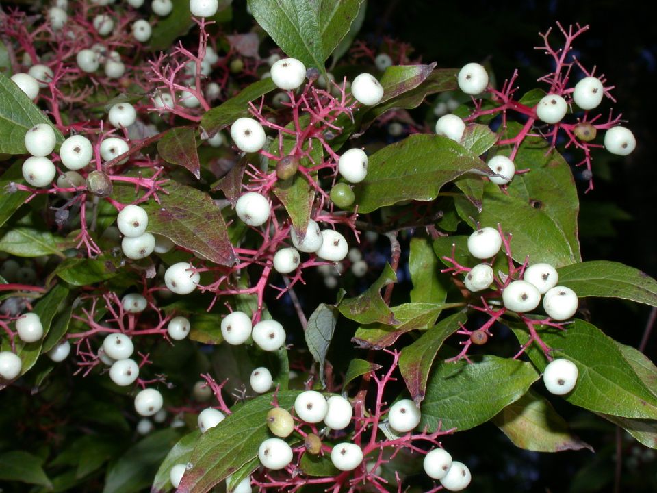Cornaceae Cornus racemosa
