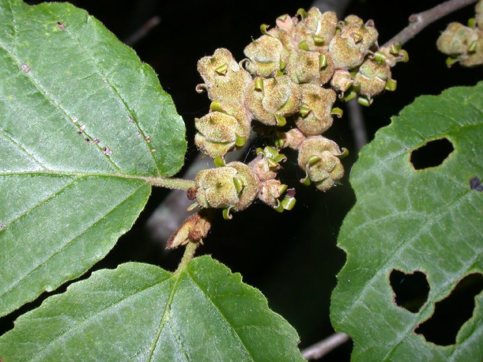 Hamamelidaceae Hamamelis virginiana