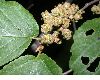 image of Hamamelis virginiana
