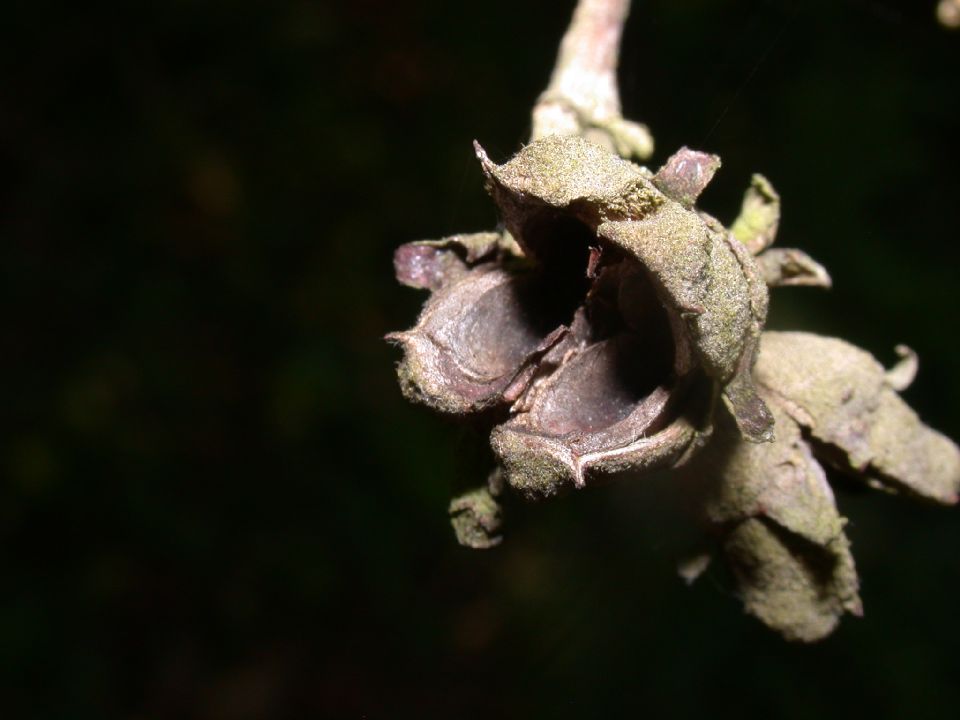 Hamamelidaceae Hamamelis virginiana